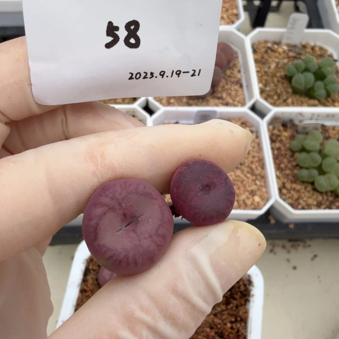 美***河多肉多肉多肉9.19-058吕杂