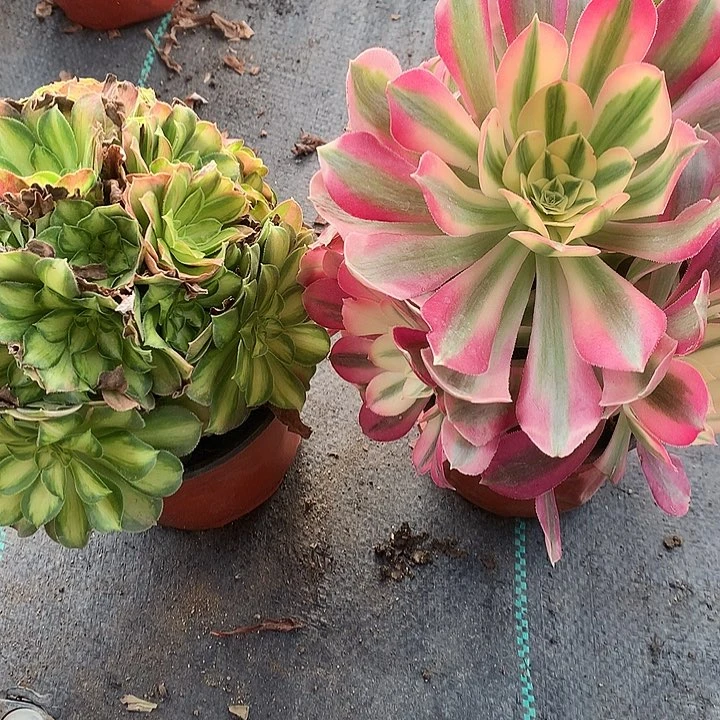 733两颗女巫韶华多肉植物