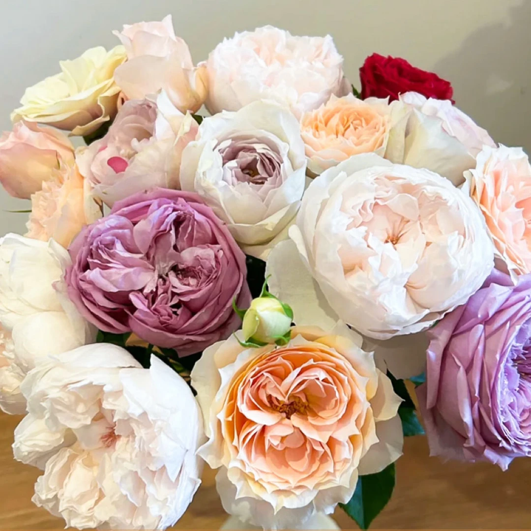 【彩拼混色】玫瑰 全场两单送配草 三单送花瓶（拒收不售后）