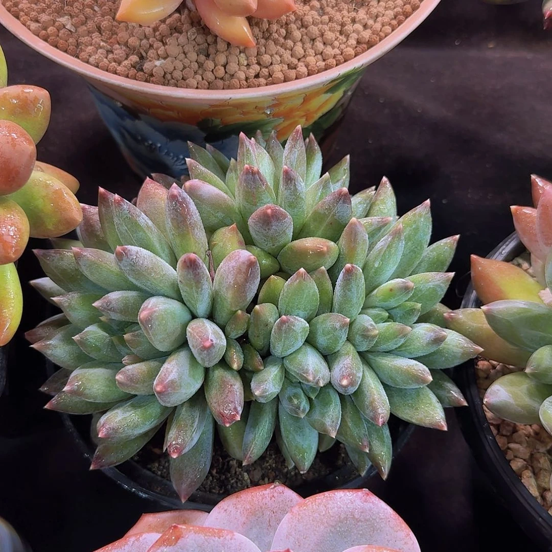 重楼多肉一物一拍