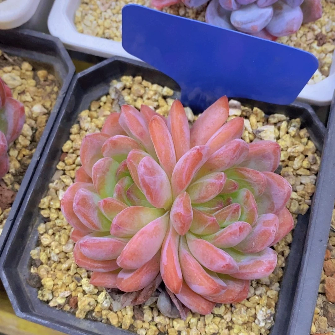 开心多肉破价场，不对比