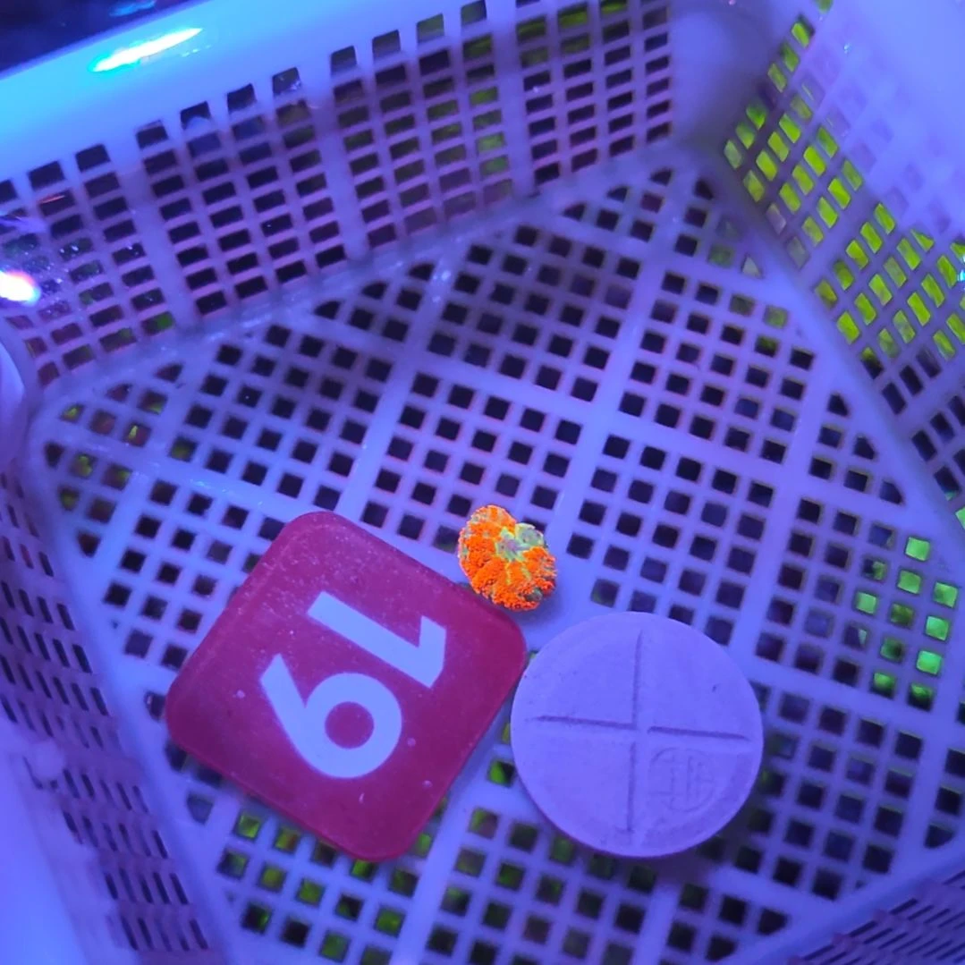 中国大陆19 号直播间挑选