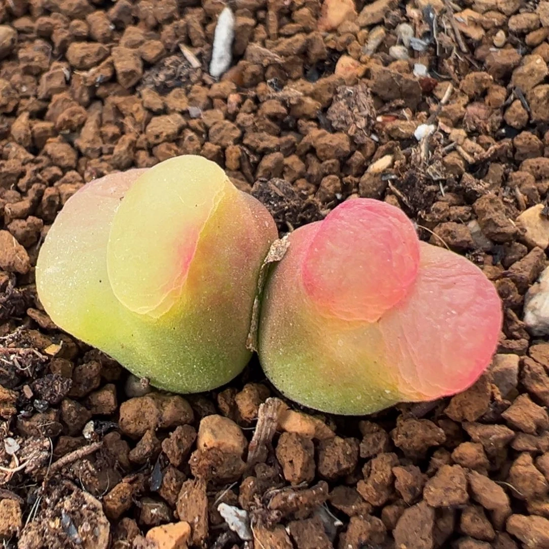 78多肉植物百科植物