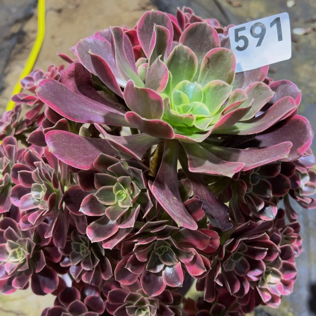 金丝玫瑰59111111111