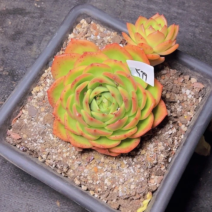 「**」579/////////////////