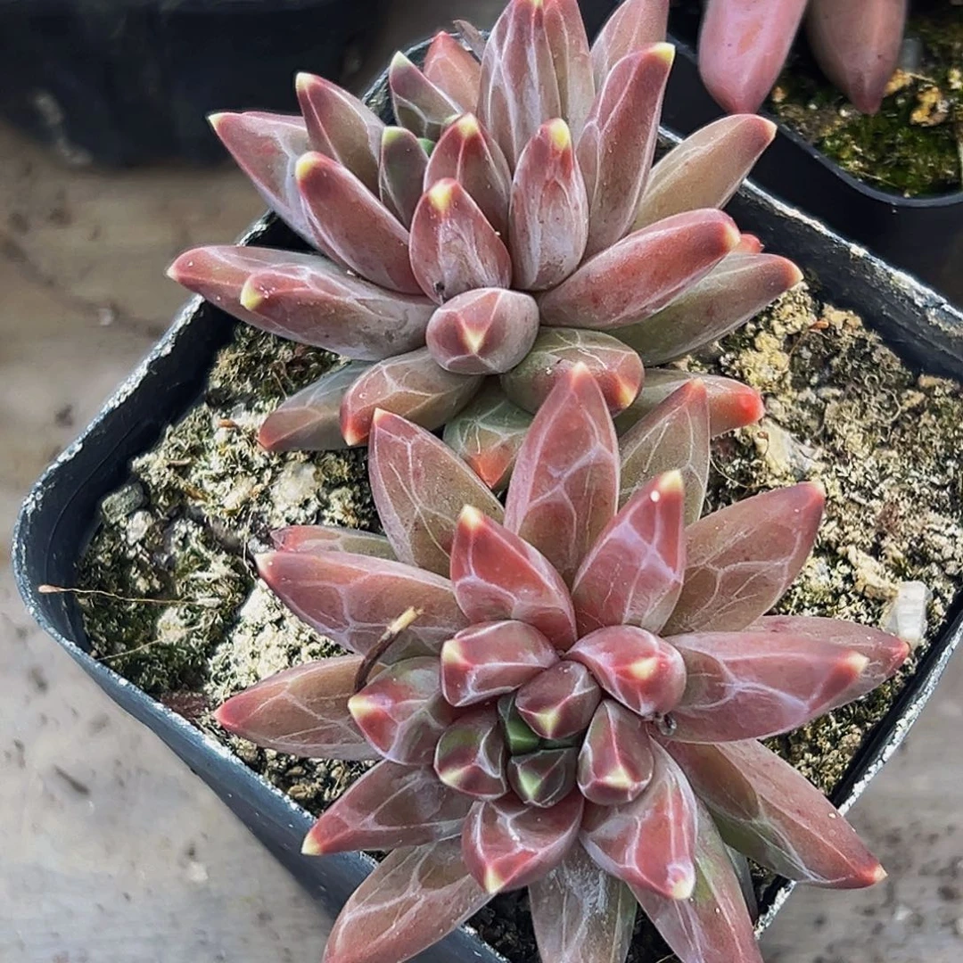 美人系列多肉植物