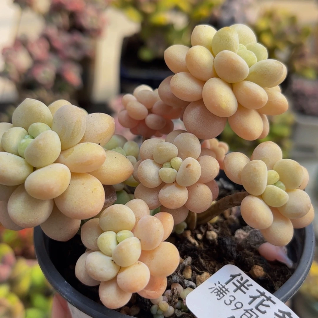 668/8cm洛可可多肉植物