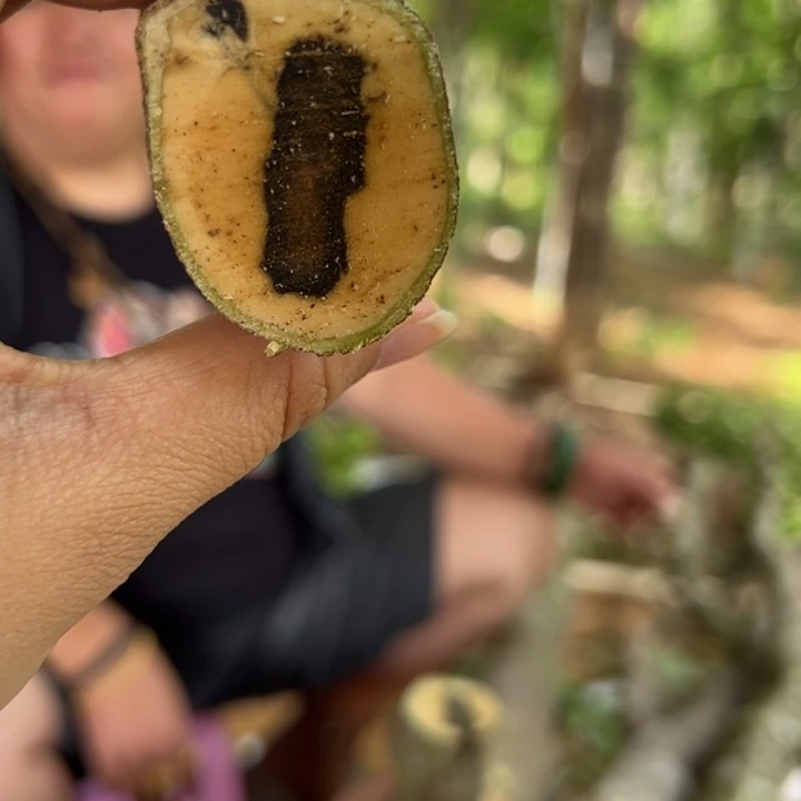 线香奇楠沉香原木