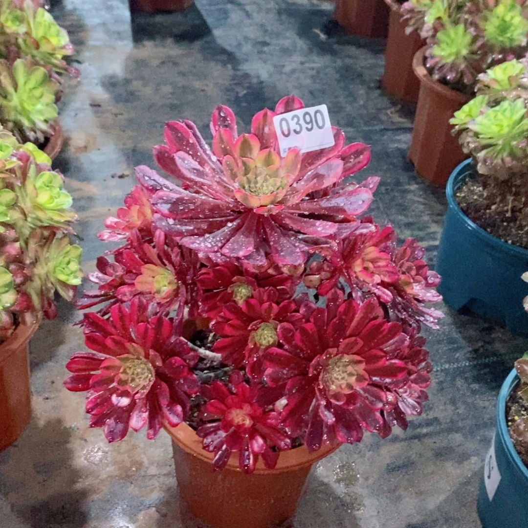 铜壶黄锦390多肉1111