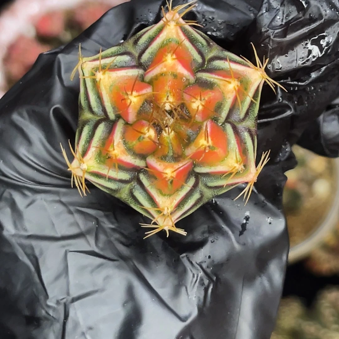 朋克元素 一物一拍 脱土