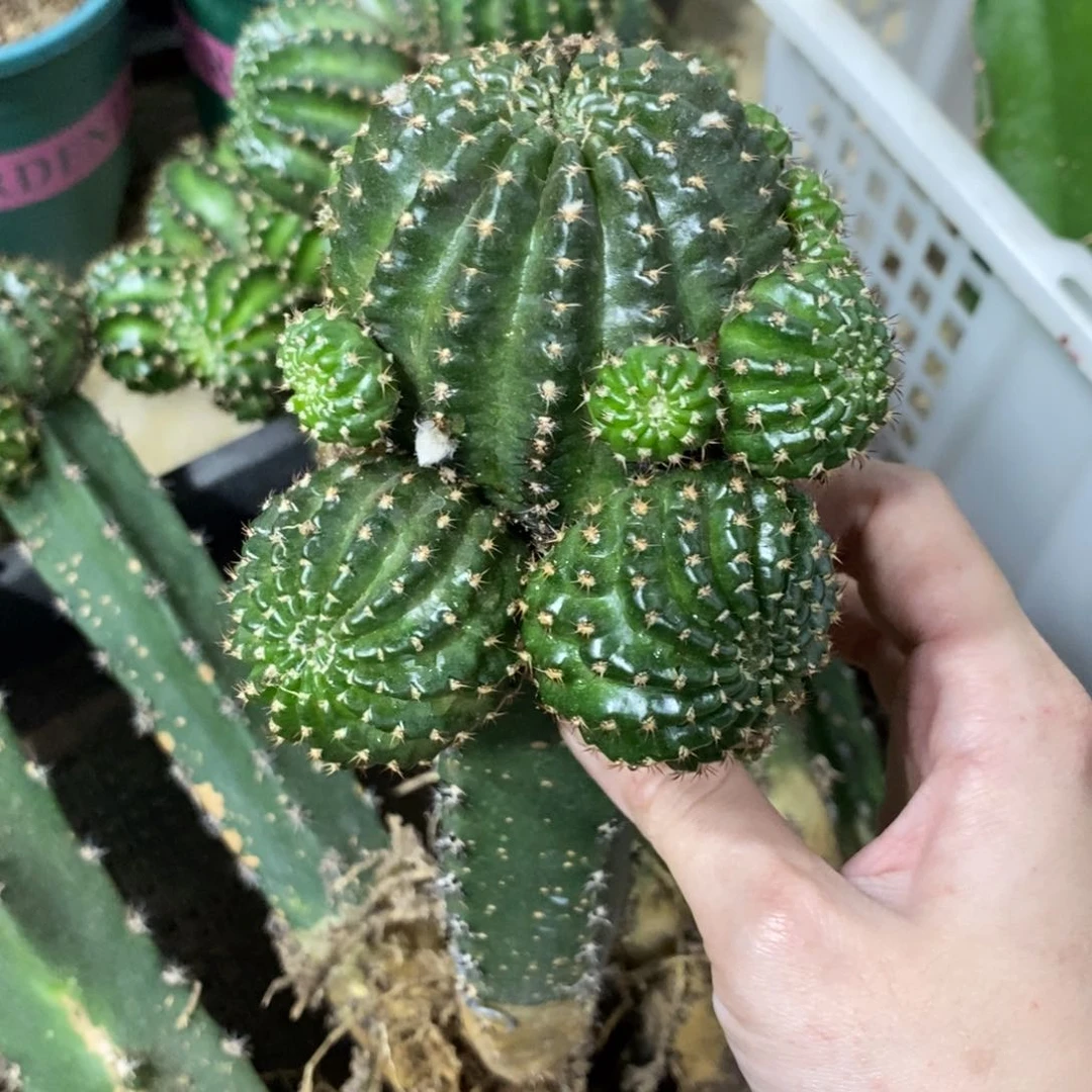 新品丽花L28绣谱母本一物一拍303