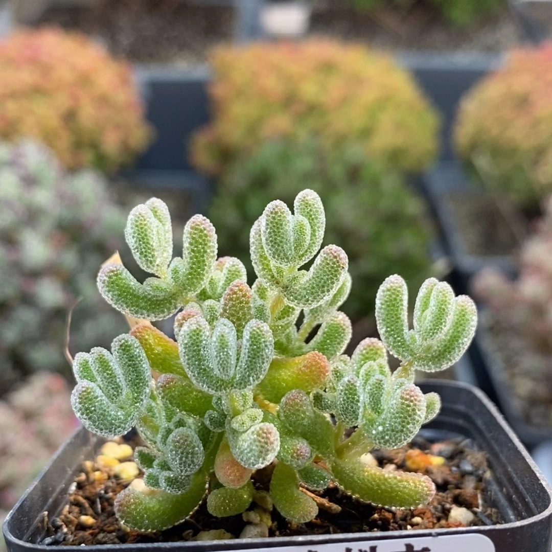 优选冰晶6241枝干番杏