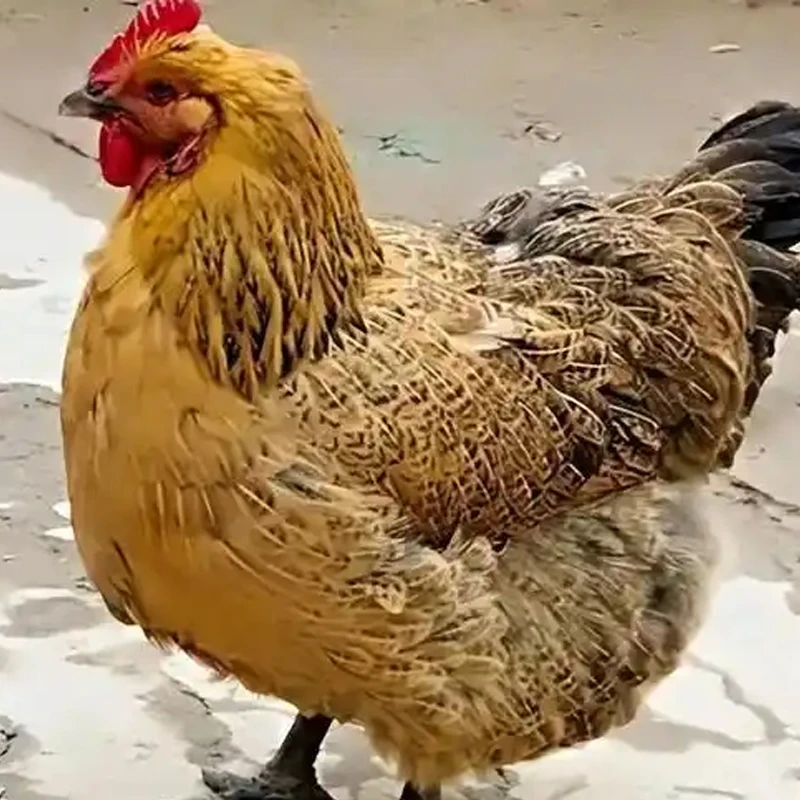 500天老母鸡 皖南散养黑脚黄油老母鸡粮食喂养2年老鸡净重3斤以上烧烤食材鸡肉同城配