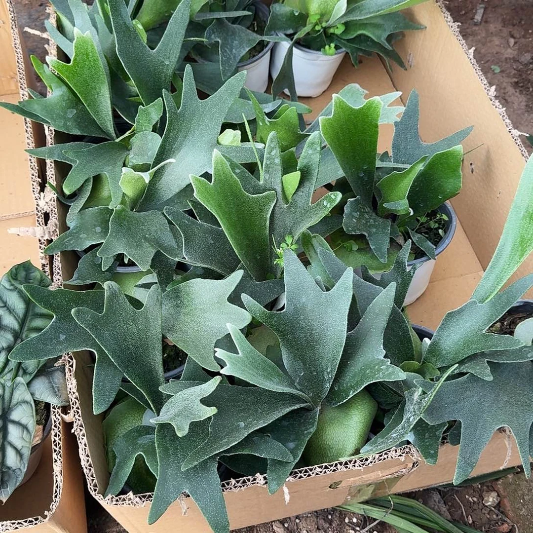完全开放二歧鹿角蕨一棵