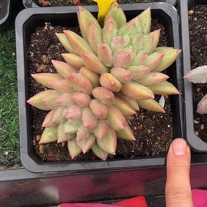 多肉植物米其林群852