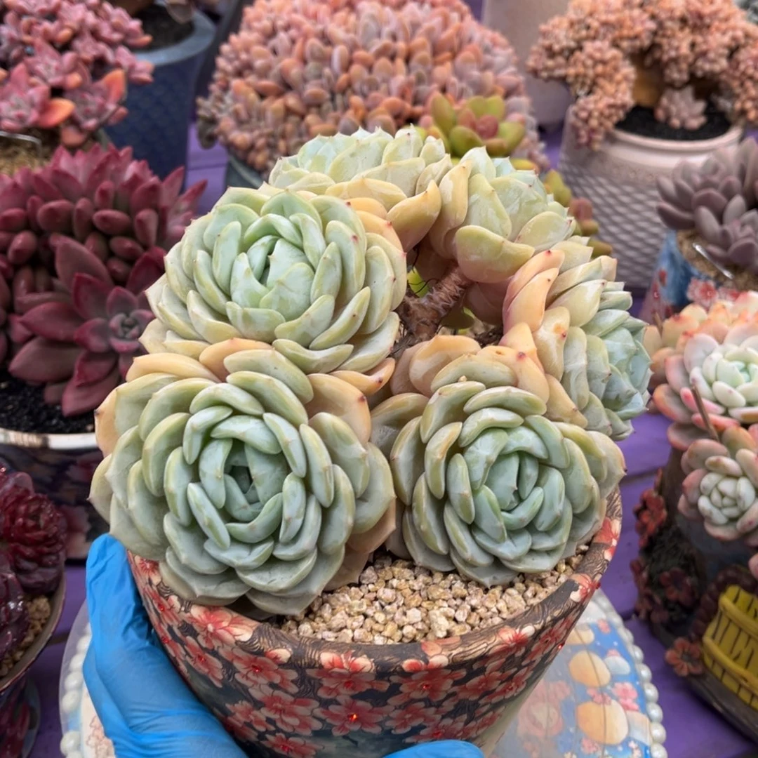 劳林树缀一物一拍