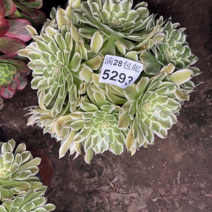 5293碧浪多肉植物