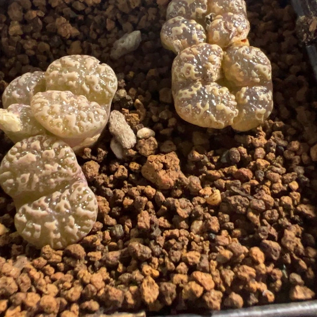 8-16泡泡勋章多肉植物