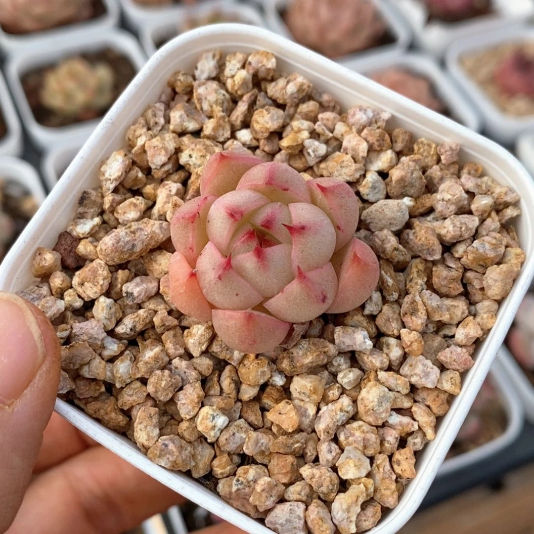 精品多肉一物一拍160