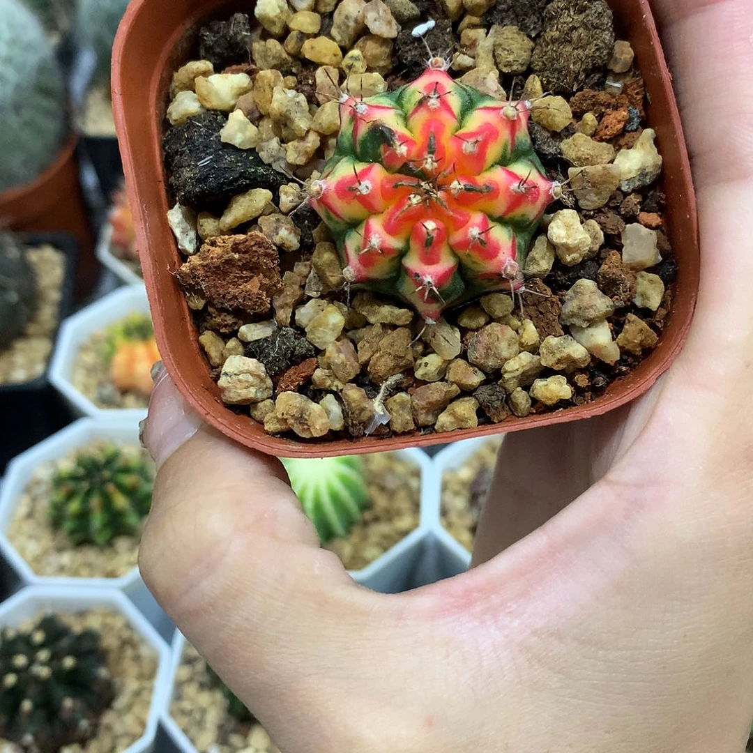 当前无花栽培后可以开花花蝴蝶米哈仙人球