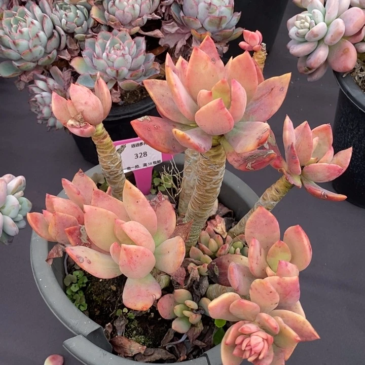 328紫心肉肉肉肉