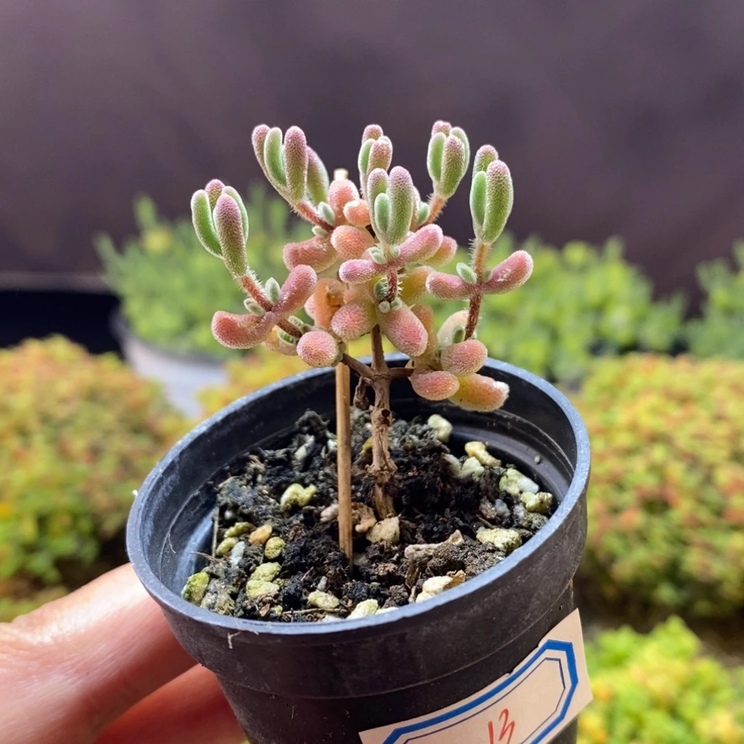 无花朵13号实生红叶