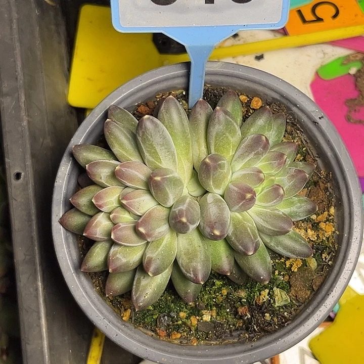 多肉植物申公豹546