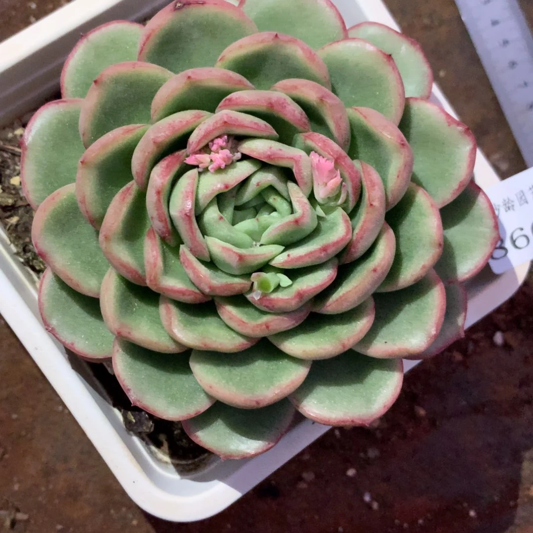 8665杂交多肉老桩