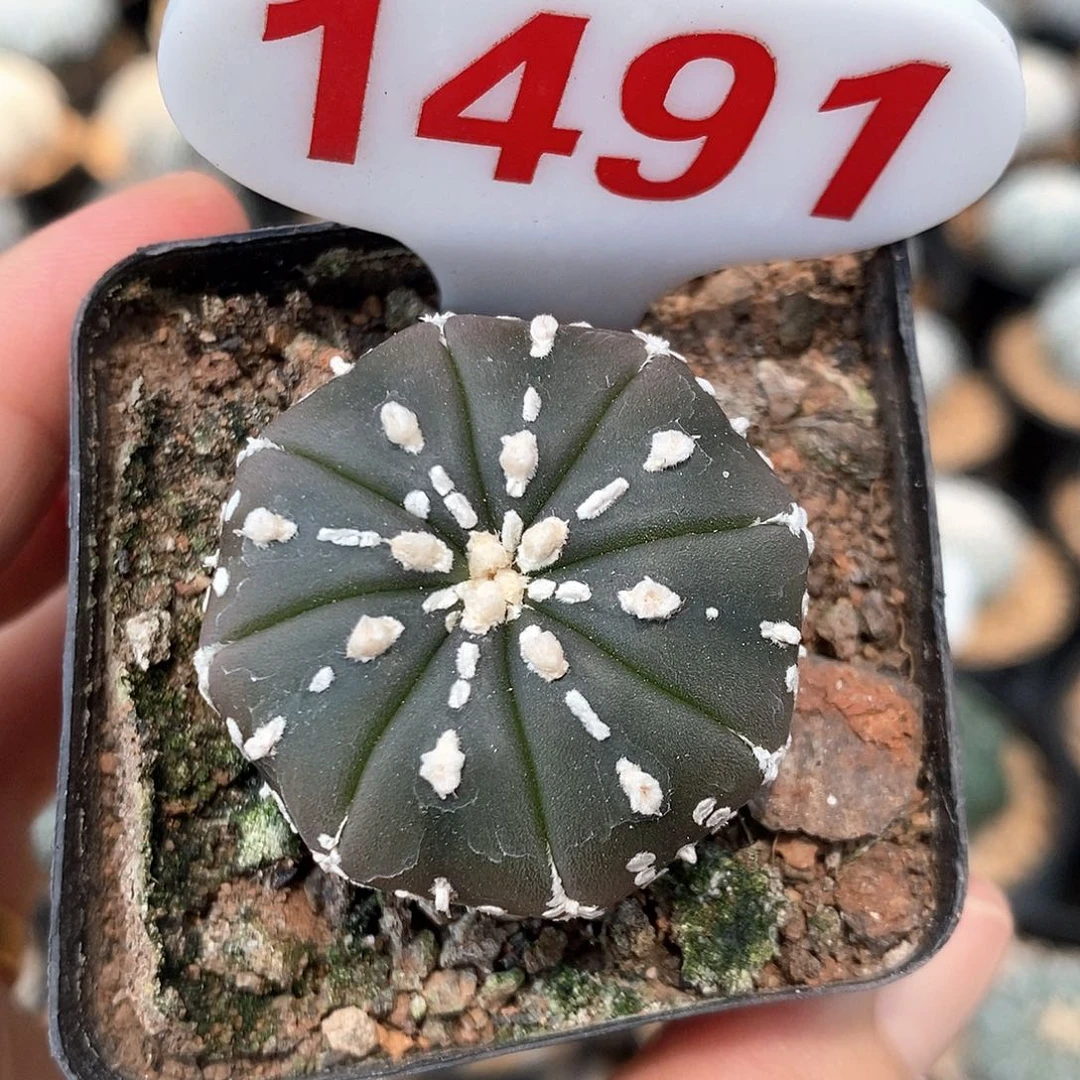 1491琉璃美纹系列