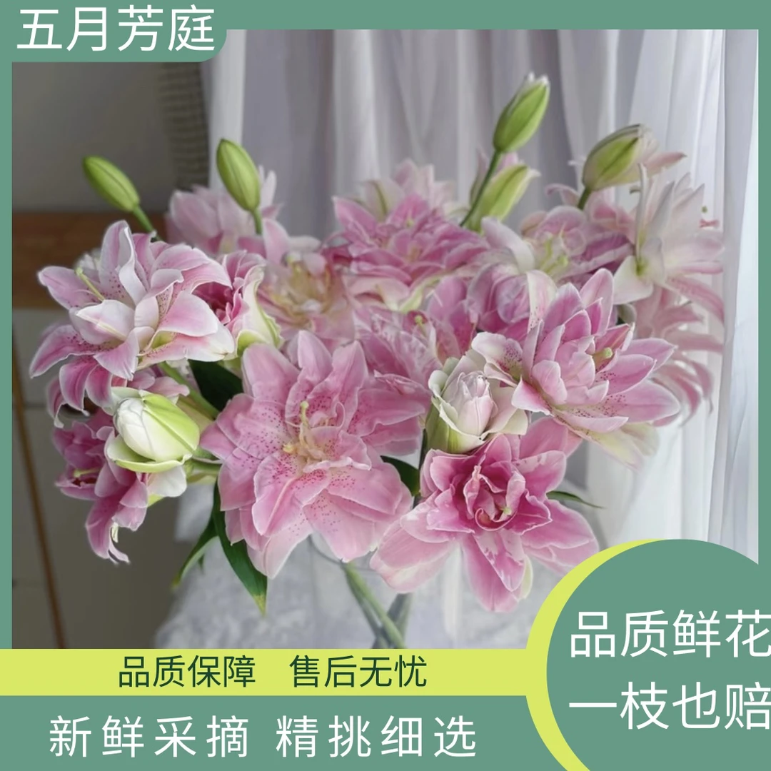 单头【粉拉菲】浓香型重瓣新鲜百合花#粉嫩百合