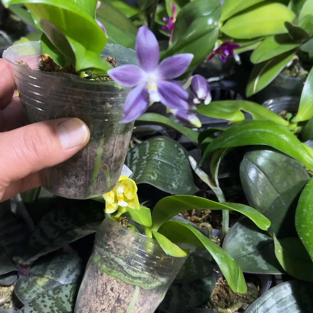 完全开放盲盒2.8带花发货