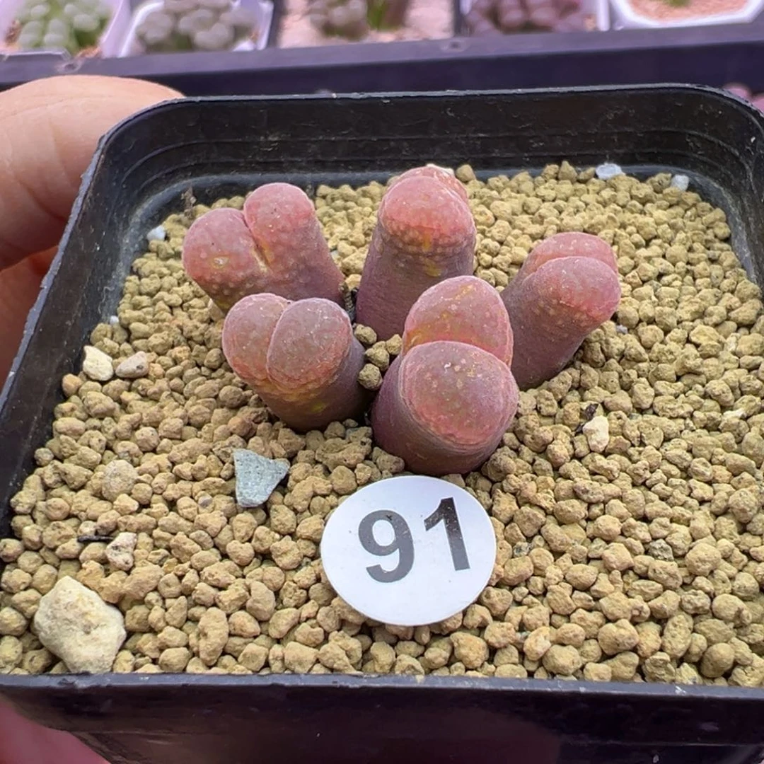 91号风铃福利特特