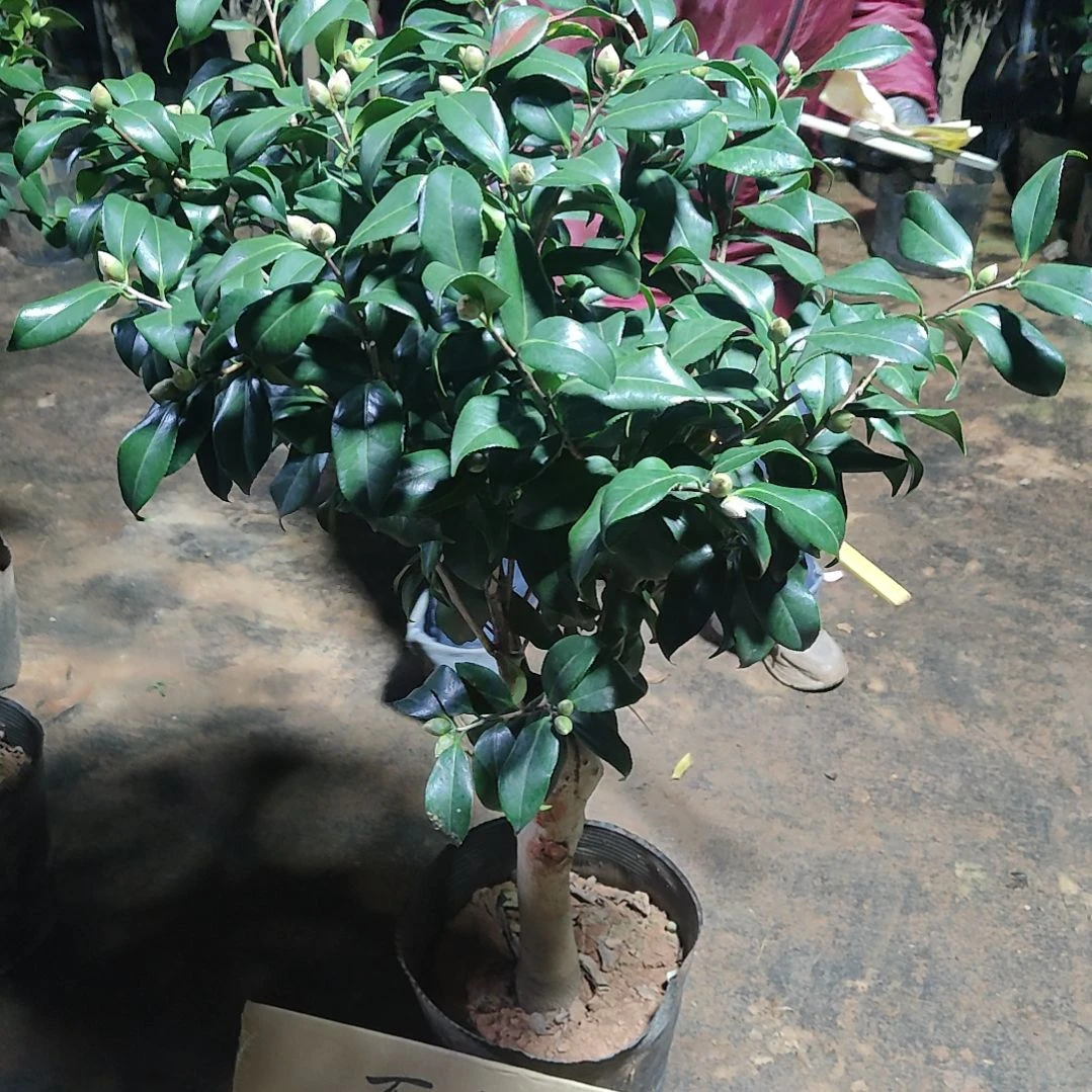 全部花苞伯油姑娘不包邮