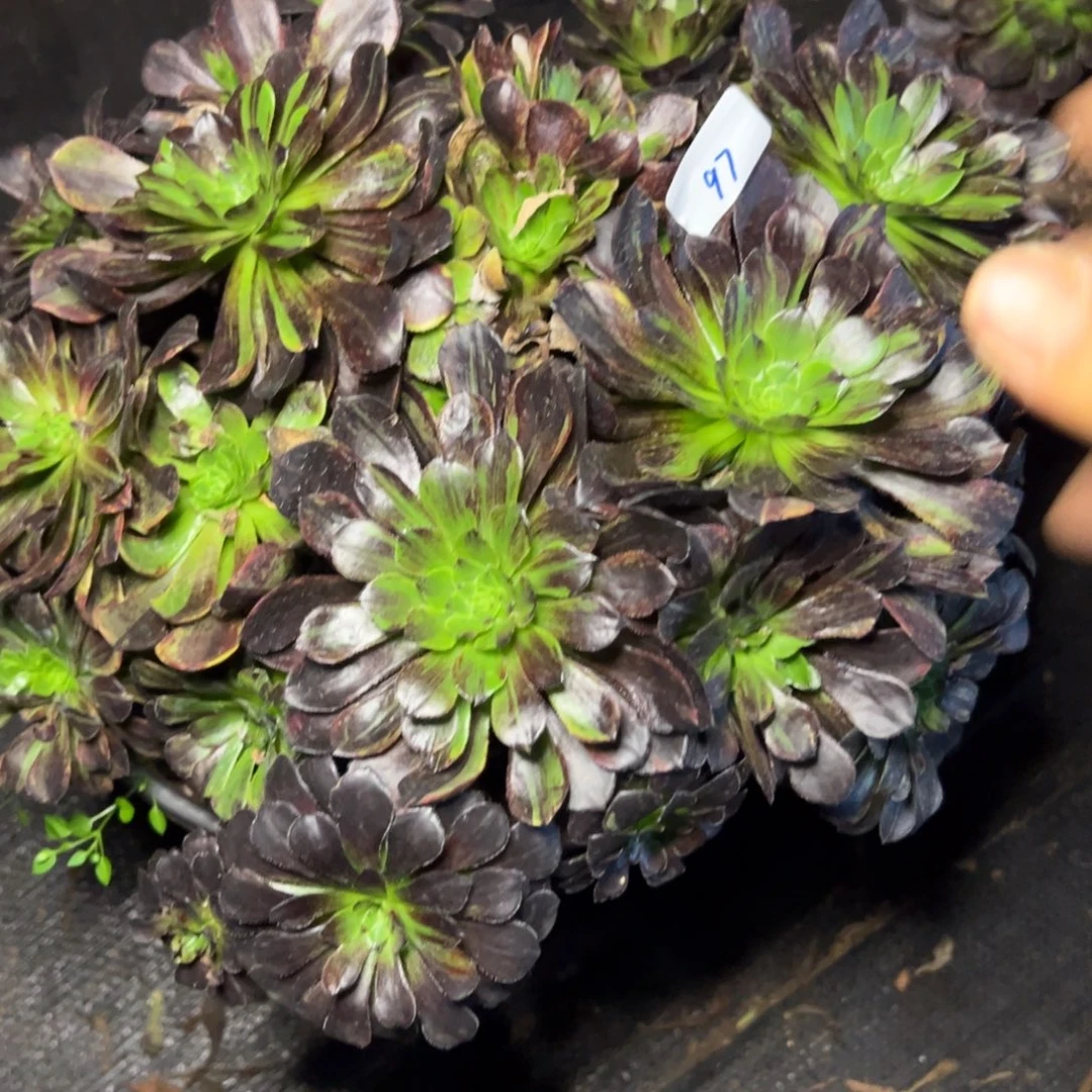 清***797莫兰迪多肉嘻嘻嘻