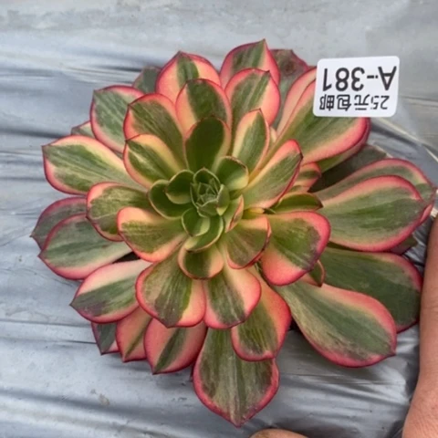 381黑魔锦满25包邮多肉