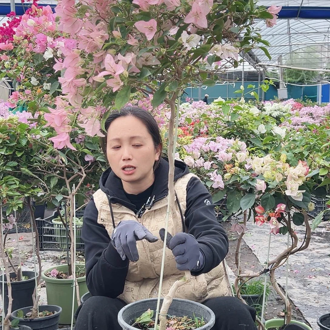大部分花苞少量开放婆罗洲樱花原生棒棒糖一颗，黑盆的