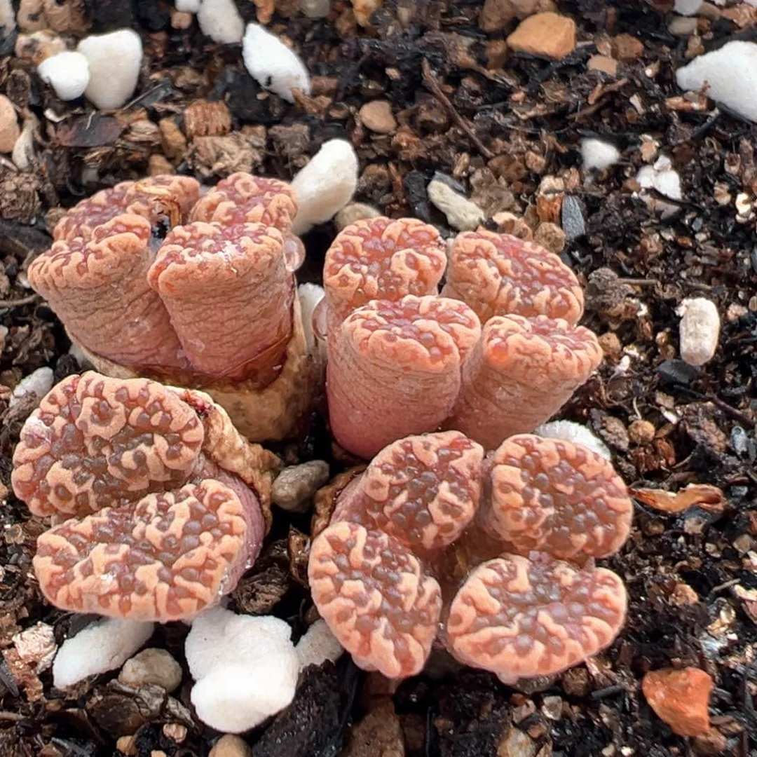 152多肉植物百科知识