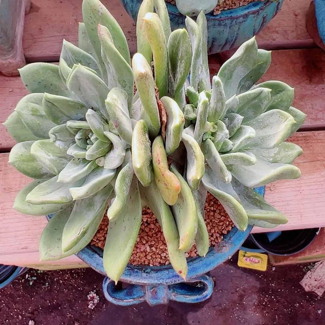 8829绿体墨西哥大圆叶