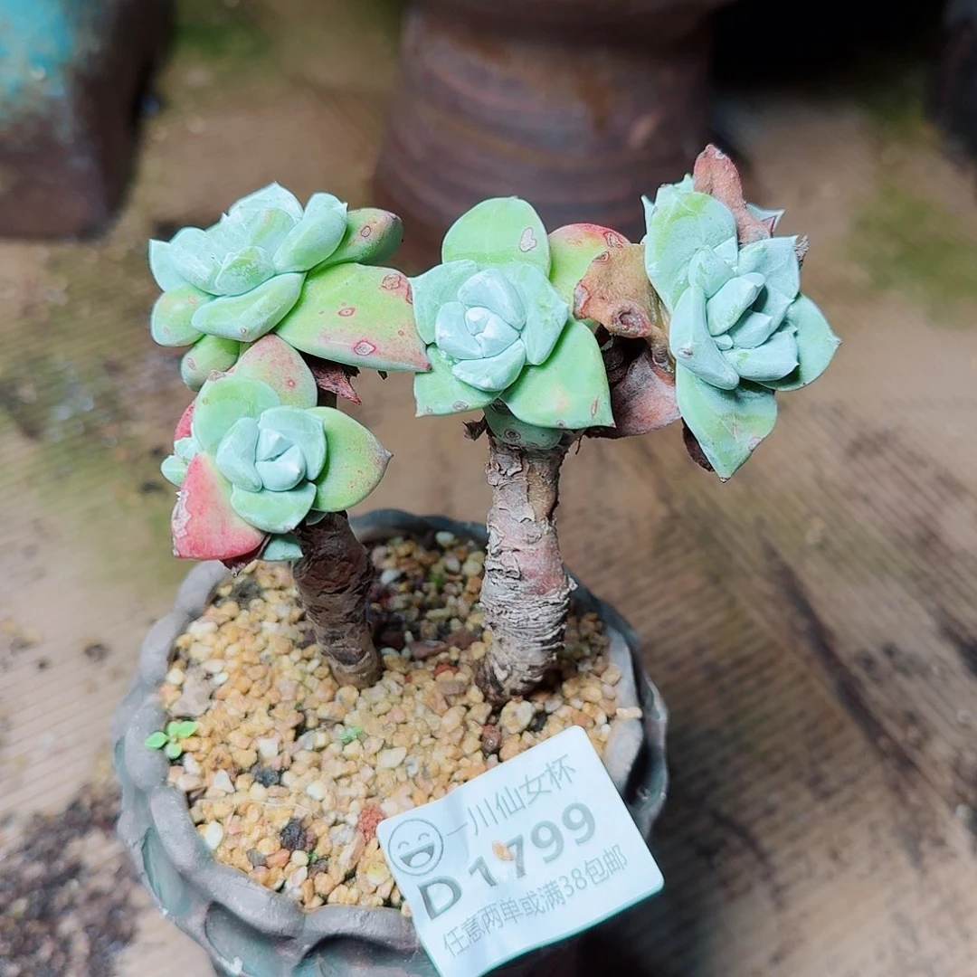 1799法瑞诺莎苹果叶多肉