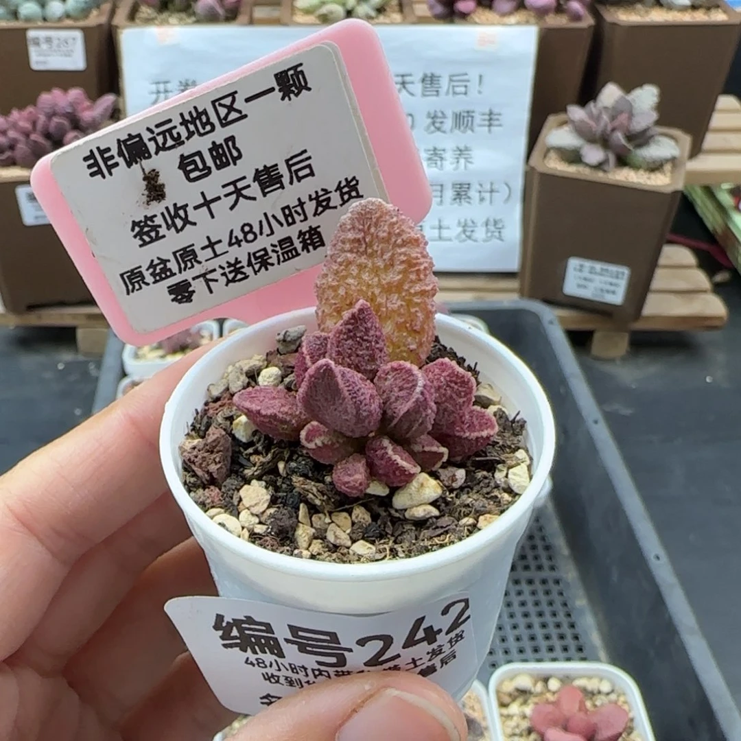 242夜魔多肉植物