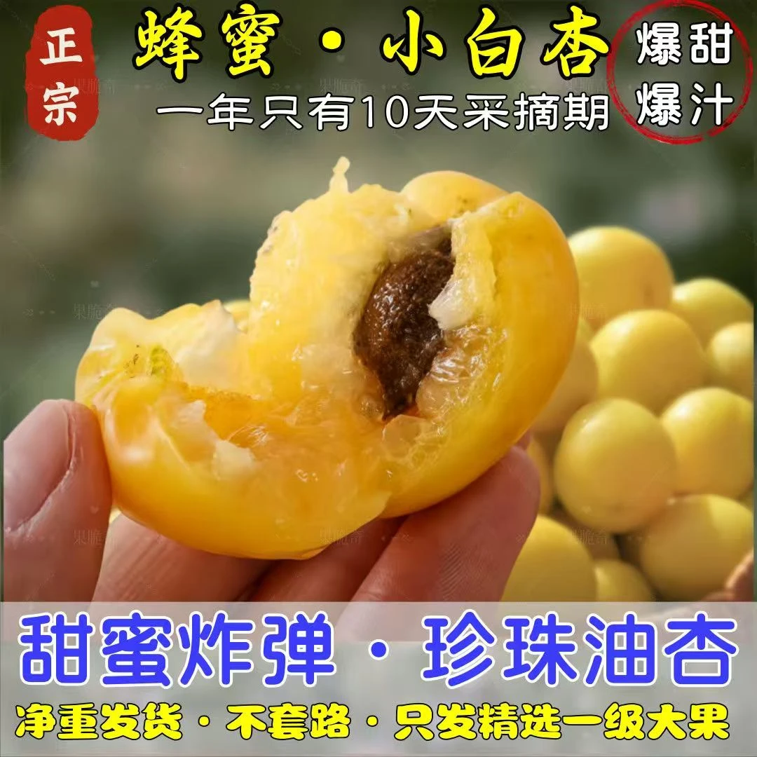 正宗山东小白杏纯甜珍珠油杏新鲜水果脆甜蜂蜜杏子非新疆黄油桃