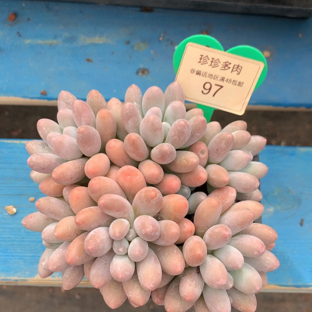 汤圆无砍平头黄体97