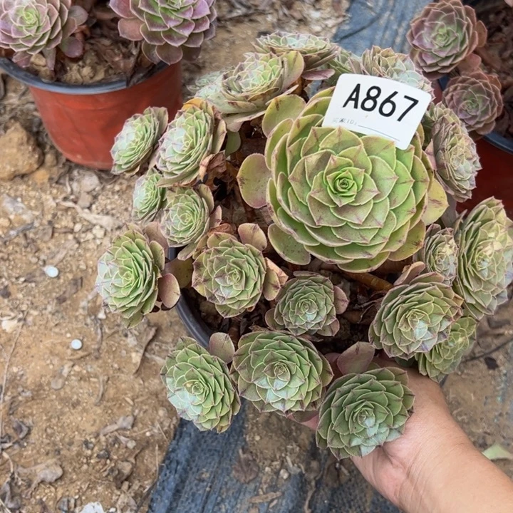 万拉丝多肉植物867.