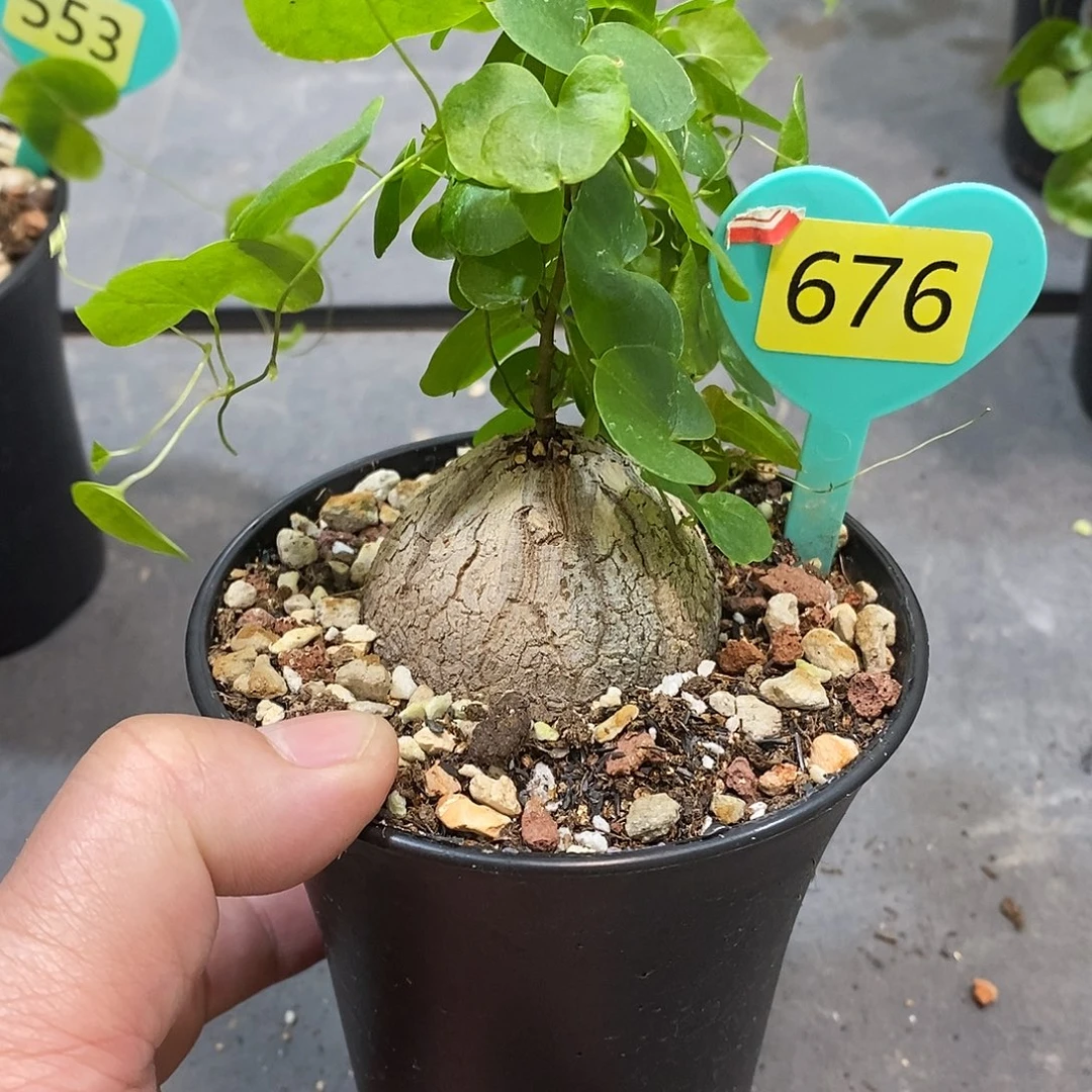 南非龟甲龙龟甲龙