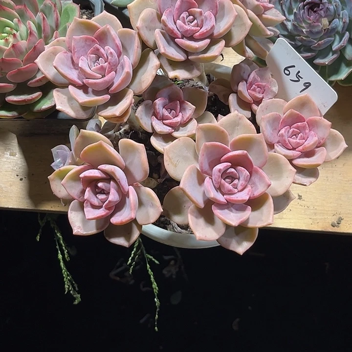 体***室0000000000000000659