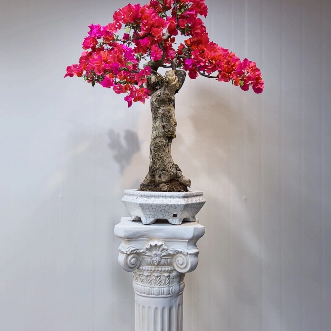 无花朵同安红三角梅