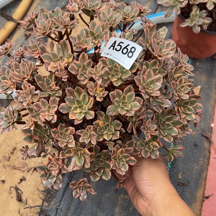 甜茶多肉植物小微瑕568.