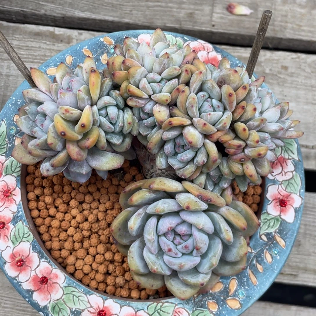 石榴子星影缀化24头朵朵