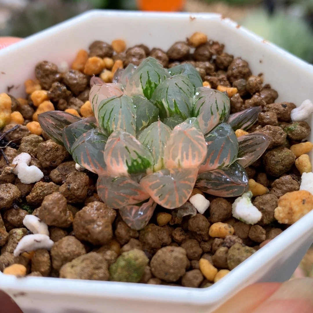 狄原no5玉露锦，带盆