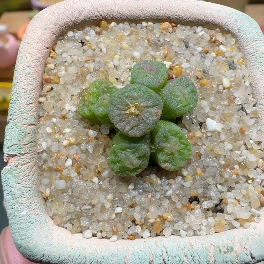 蘑菇1010烧麦多肉植物